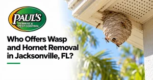 Paul's Termite & Pest Control guide: Who Offers Wasp and Hornet Removal in Jacksonville, FL?