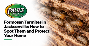 Paul's Termite & Pest Control guide: Formosan Termites in Jacksonville: How to Spot Them and Protect Your Home